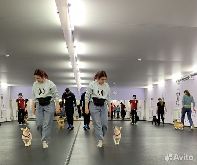 Дрессировка собак. Кинолог