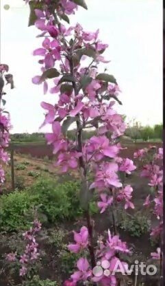 Красномясая яблоня