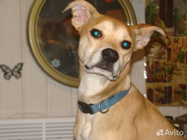 В добрые руки