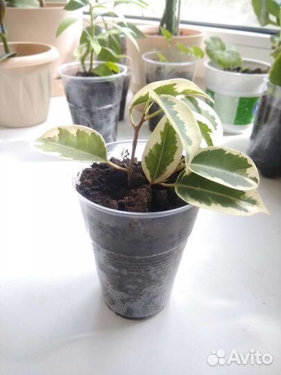 Олеандр,фикус Бенджамина, крассула