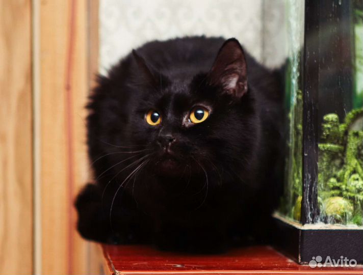 Кошка в дар