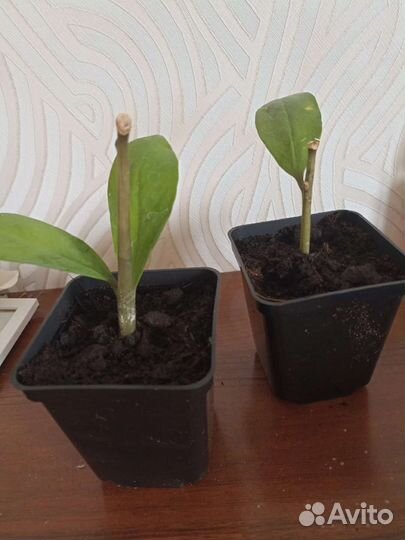Продам цветы комнатные
