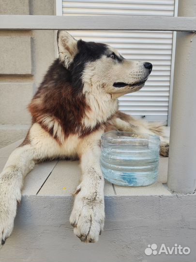 Найден хаски мальчик