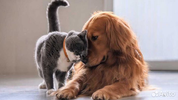 Передержка животных