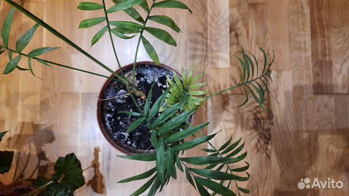 Хамедорея изящная