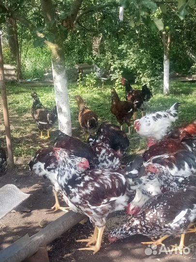 Петухи ливенские