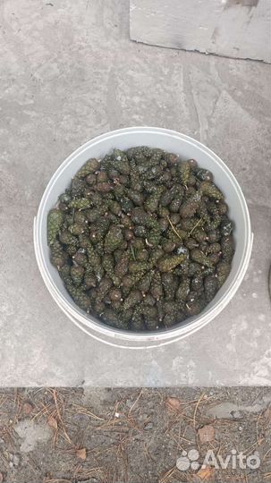 Шишки сосновые