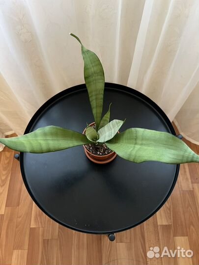 Сансевиерия муншайн