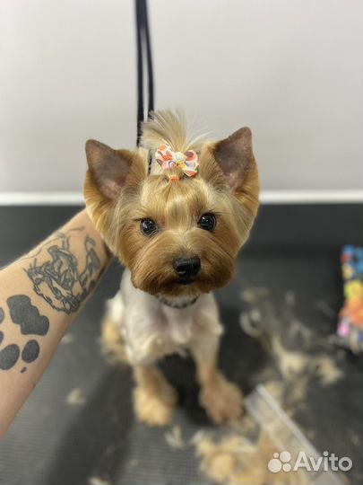 Груминг - стрижка собак и кошек