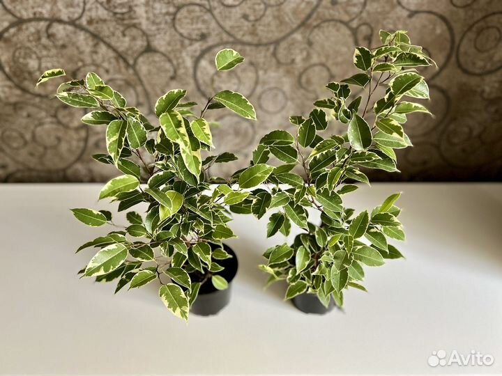 Фикус бенджамина пестролистный