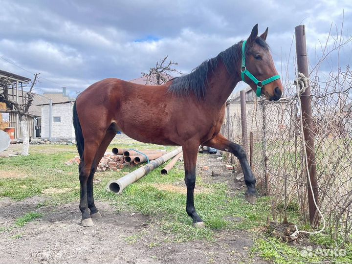 Полукровный жеребчик