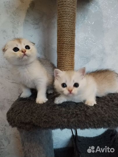 Золотые шиншиллы