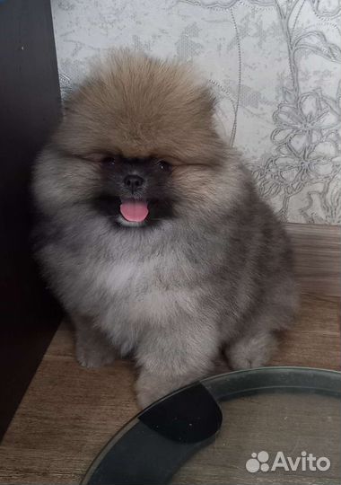 Щенки шпица