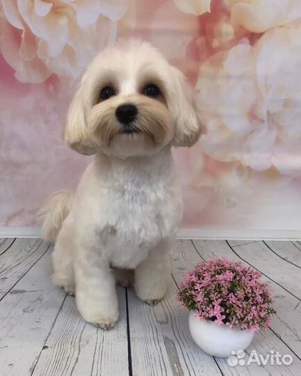 Стрижка кошек и собак, экспресс-линька, тримминг