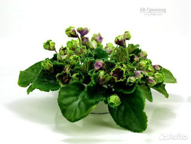 Сортовые фиалки