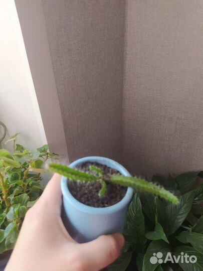 Кактус Питахайя