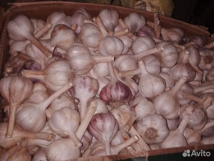 Чеснок свежий, ядреный