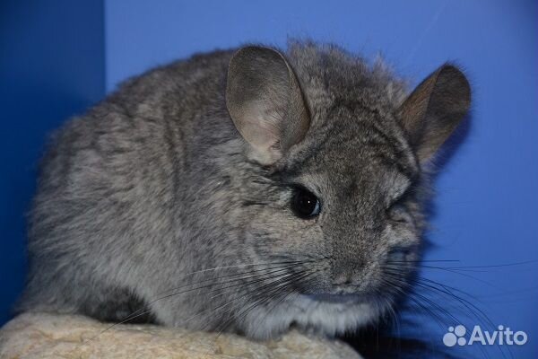 Шиншилла Стандарт ангора нФ