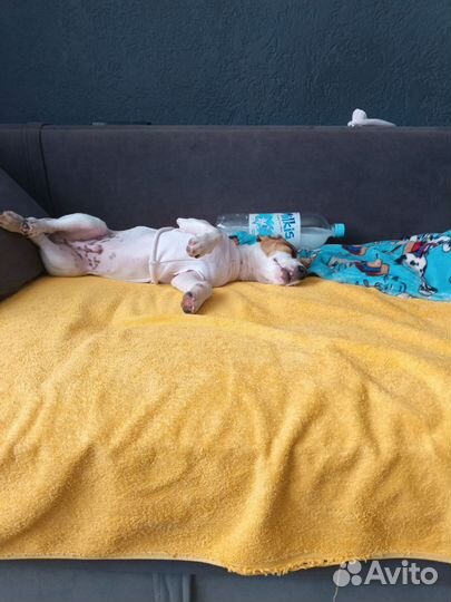 Джек рассел вязка