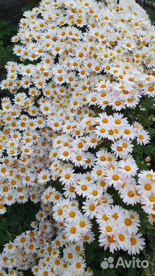 Хризантемы мультифлора