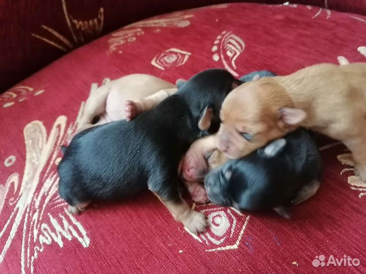 Щенки