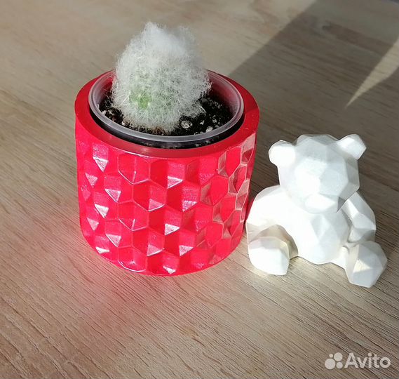 Кактусы и суккуленты. Граптопеталум. Эхеверия