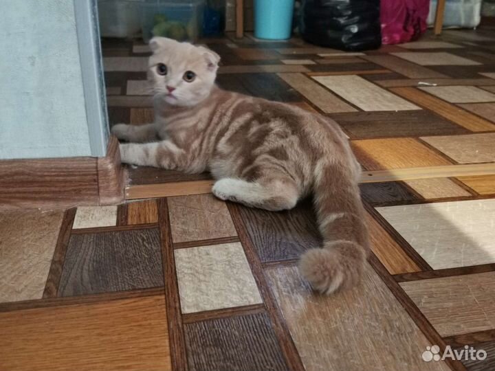 Британский вислоухий котенок