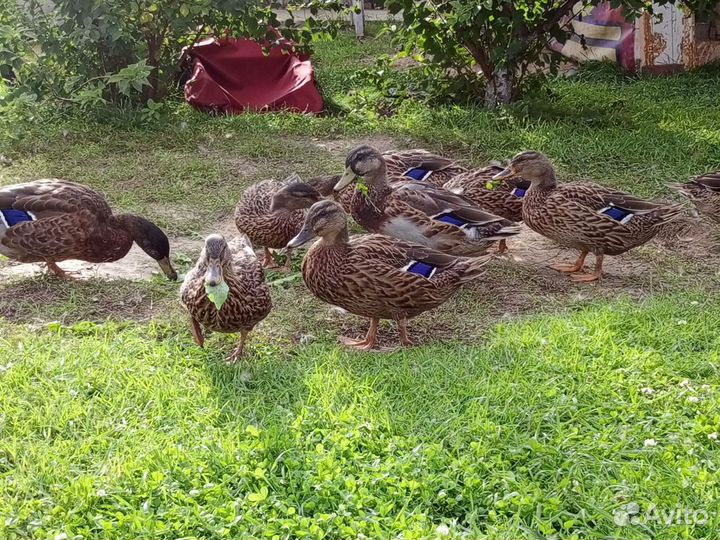 Подсадные утки - Кряква