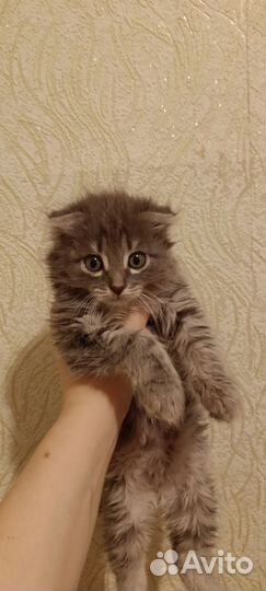 Отдам вислоухую кошечку в хорошие руки