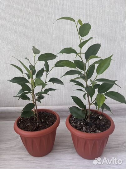 Фикус бенджамина (Наташа)