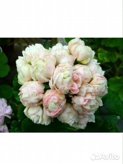 Пеларгония