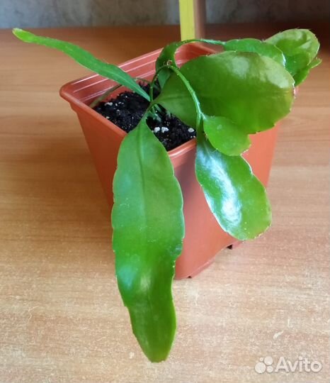 Продам цветы комнатные