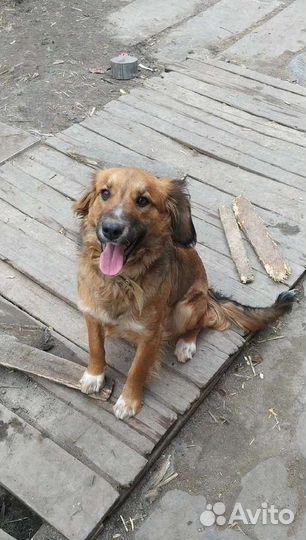 Собачки с сво