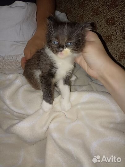Отдам котенка в добрые руки