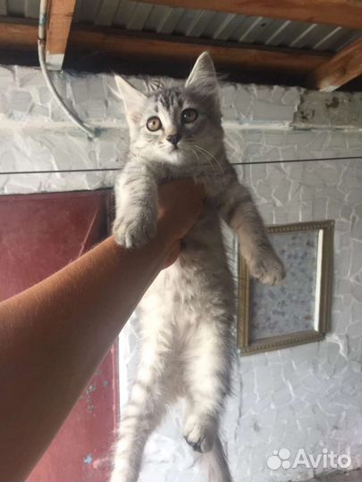 Котята в дар