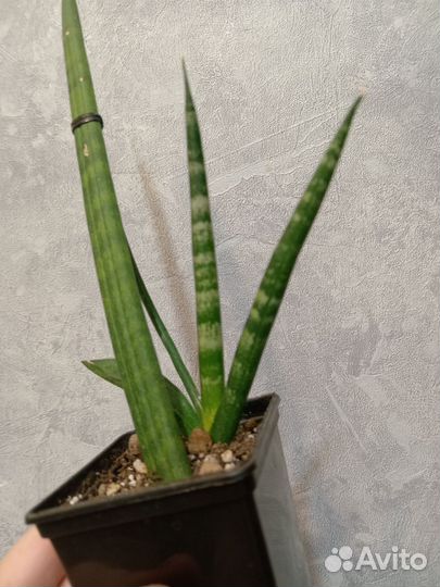 Сансевиерия цилиндрика