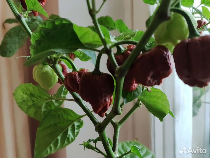 Каролина рипер (черный скорпион)