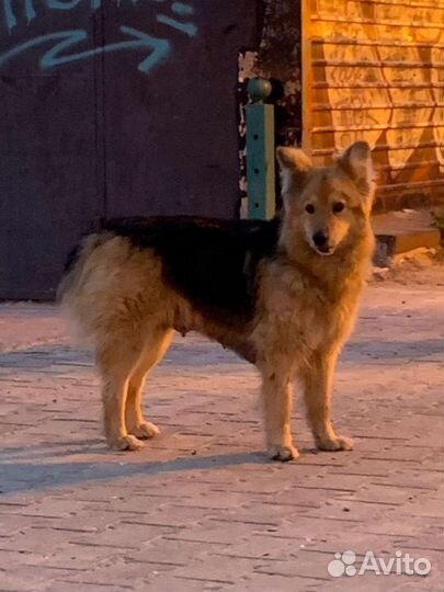 Собаки бесплатно в добрые руки щенки