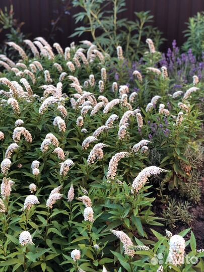 Вербейник клетровидный