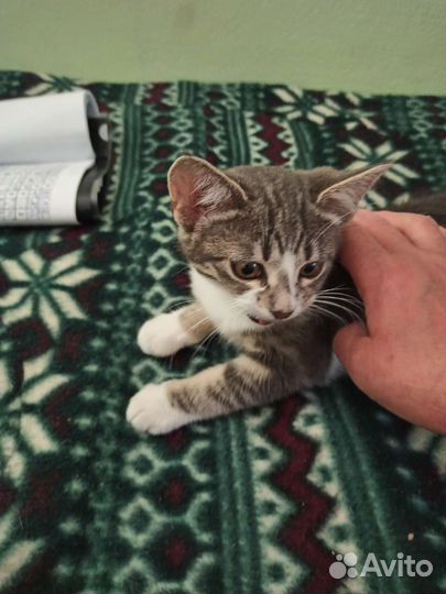 Вот такой малыш ищет дом