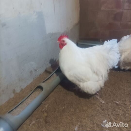 Петух орпингтон