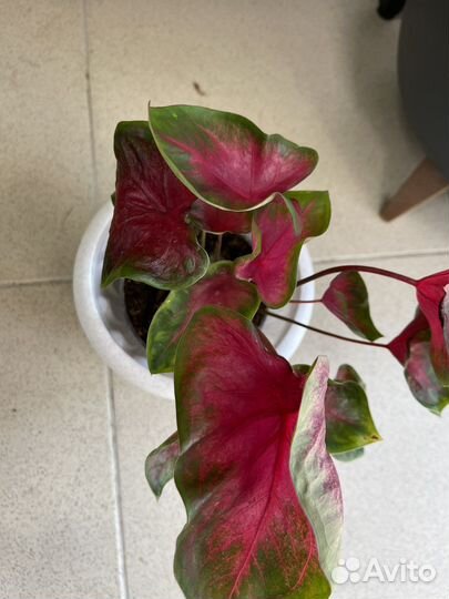 Каладиум, сингониум Венсанов Неон