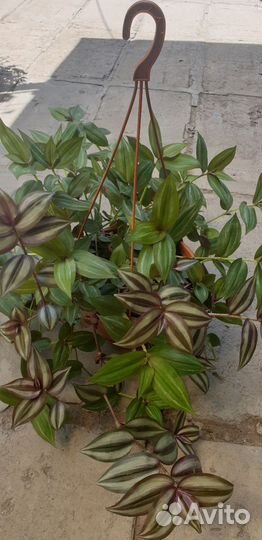 Традесканция