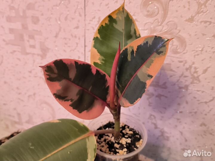 Фикус каучуконосный эластика триколор