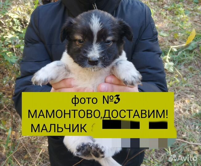 Щенки в добрые руки