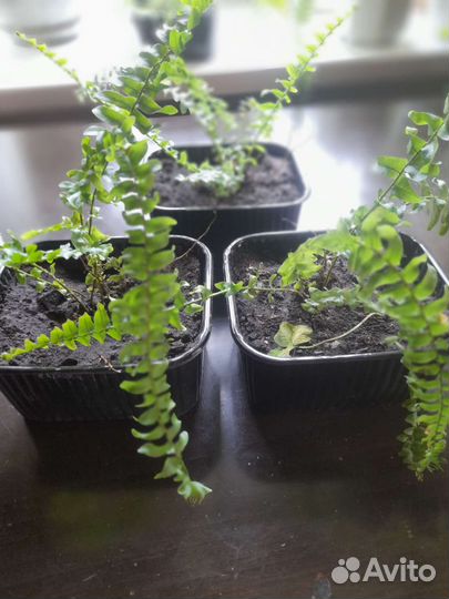 Папоротник комнатный