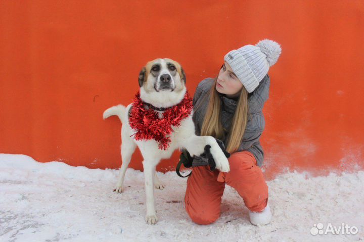 Мокрый нос хочет жить в уюте и тепле