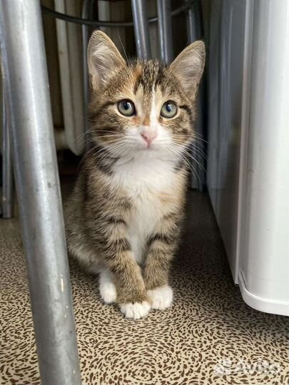 Трехцветная кошечка