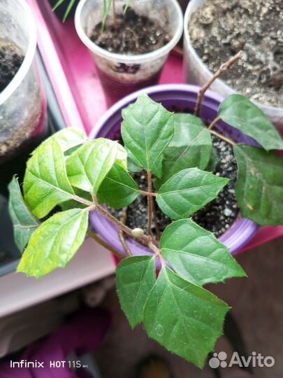 Комнатные цветы