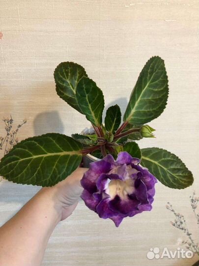 Глоксиния ен Бенгаль Кот и ен Грильяж 2